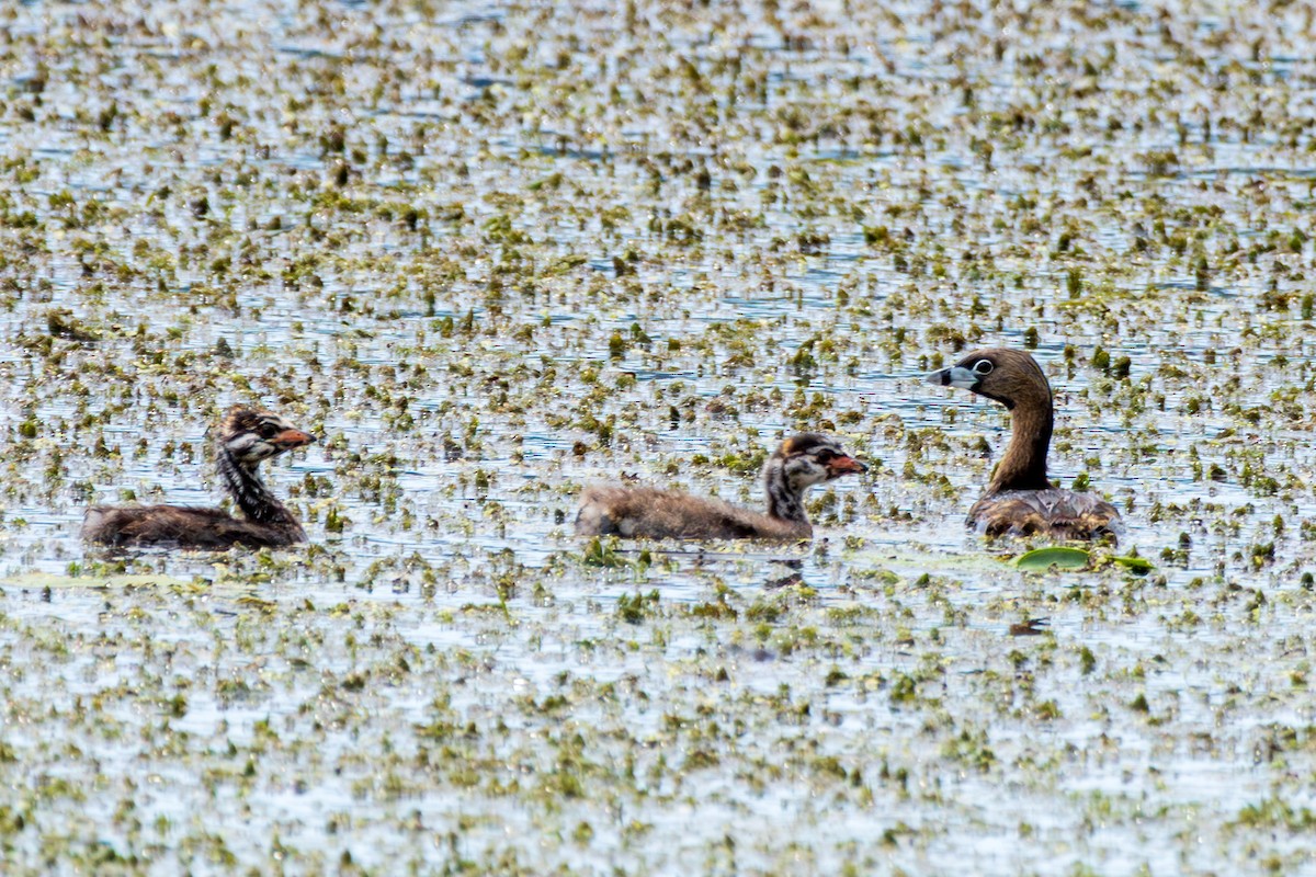 Pied-billed Grebe - ML638206433