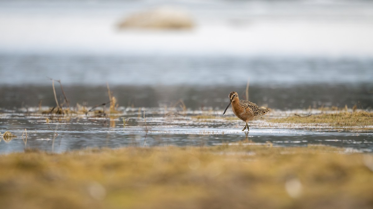 Short-billed Dowitcher - ML638206440