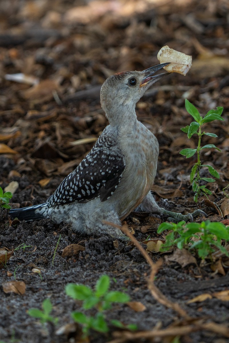 Red-bellied Woodpecker - ML638206448