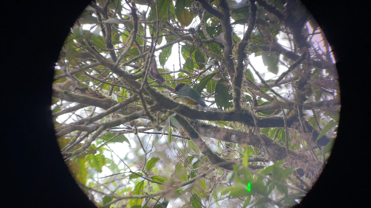 Green-and-black Fruiteater - ML638206483