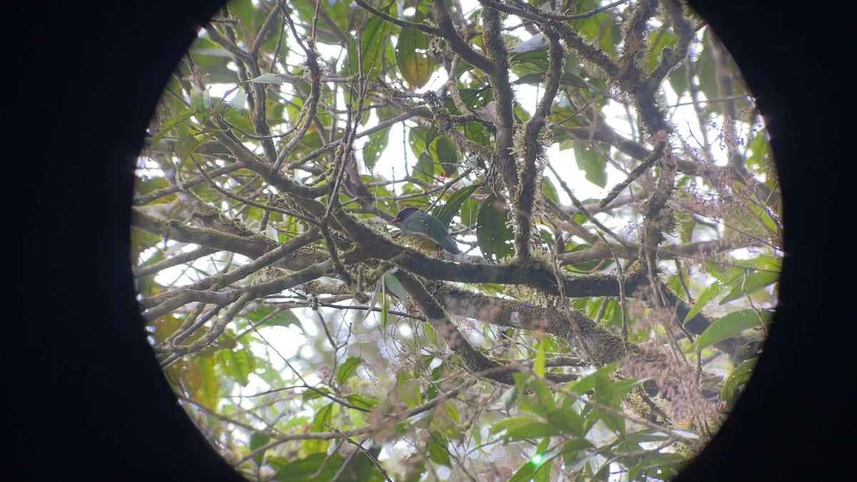 Green-and-black Fruiteater - ML638206484