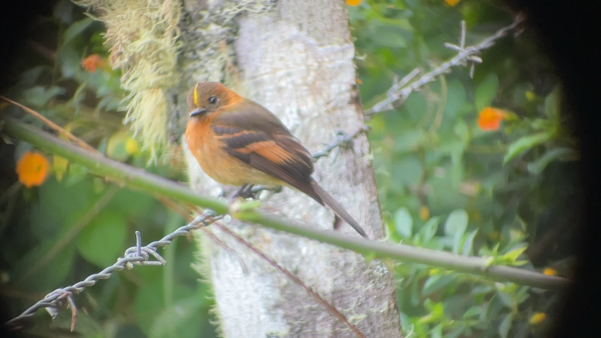 Cinnamon Flycatcher - ML638206496
