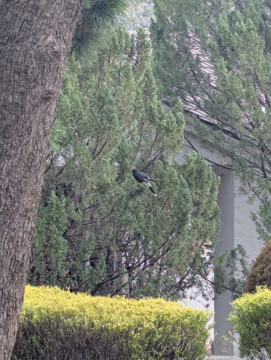 Pied Currawong - ML638206497