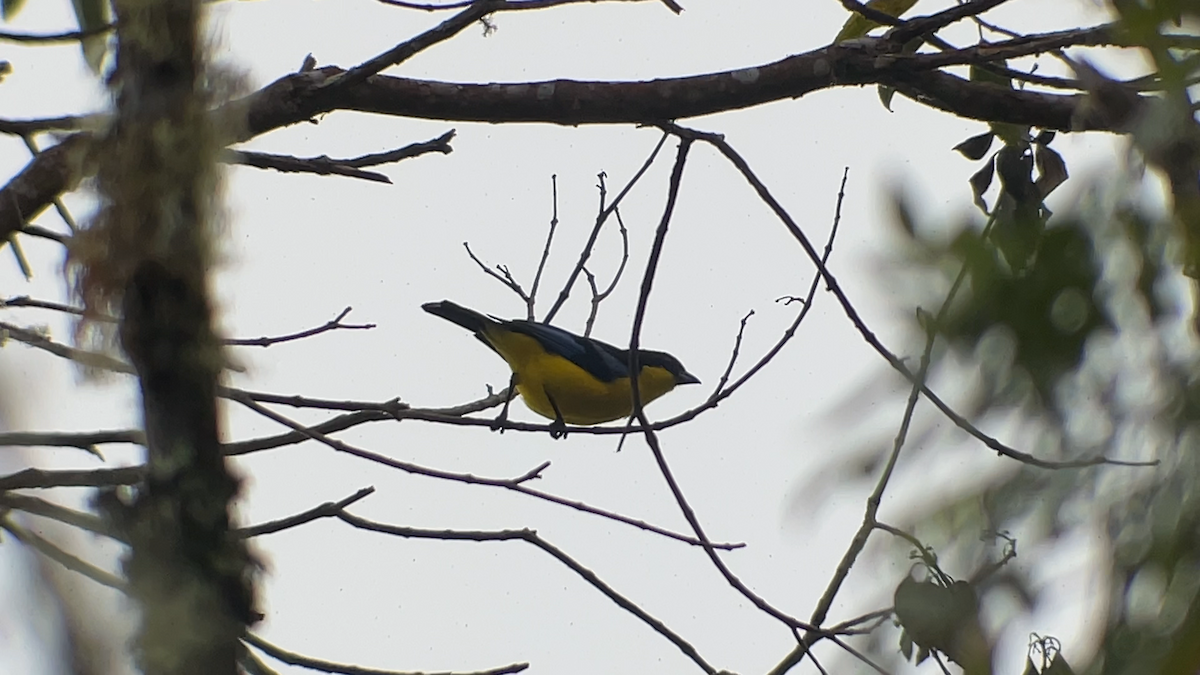 Blauflügel-Bergtangare - ML638206510