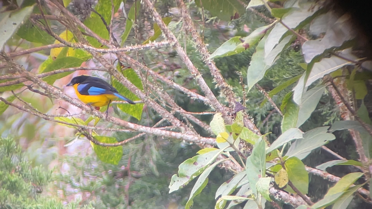 Blauflügel-Bergtangare - ML638206511