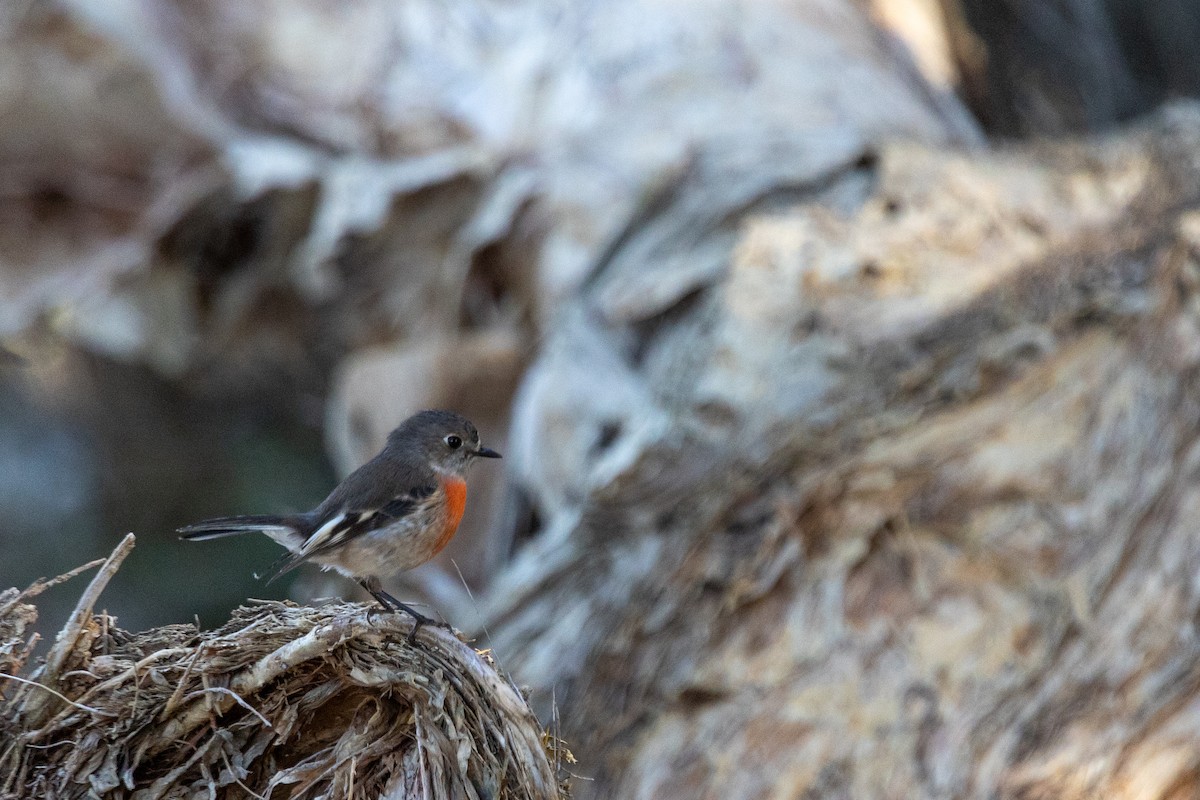 Scarlet Robin - ML638206514