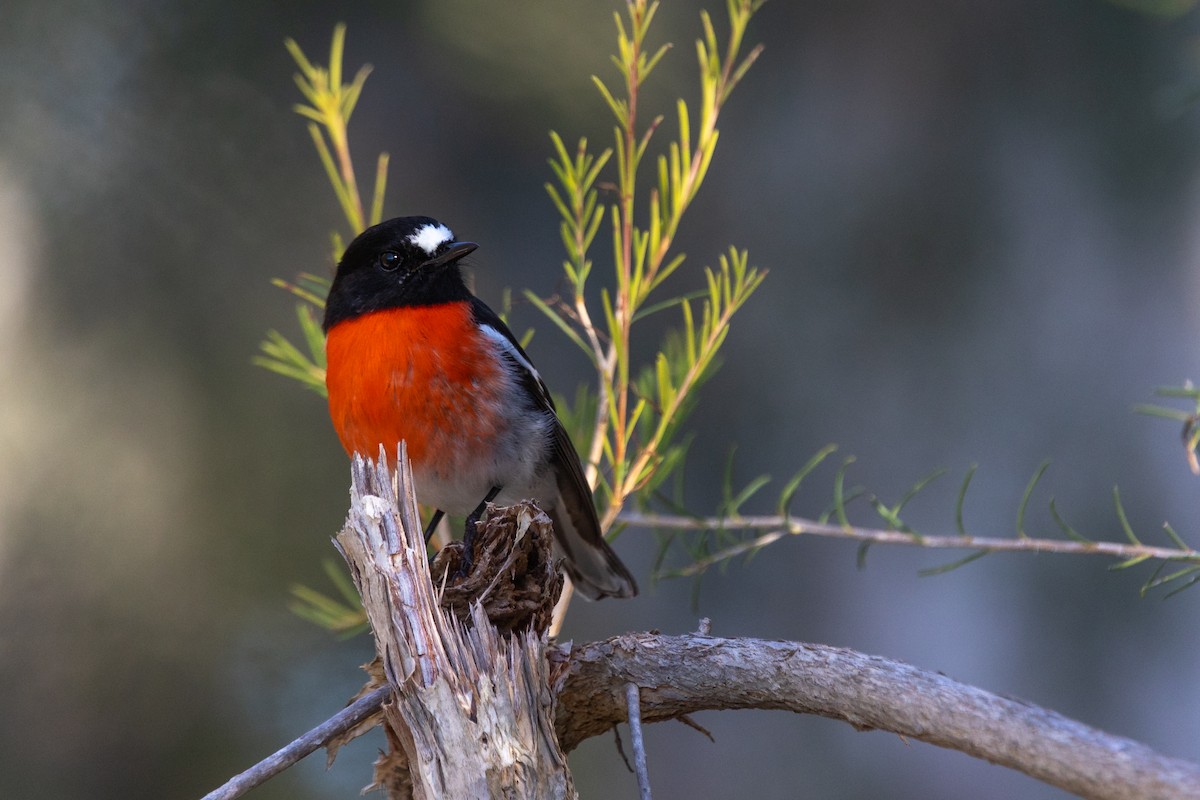 Scarlet Robin - ML638206515
