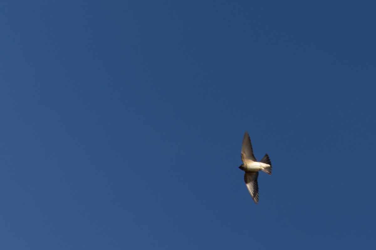 Tree Martin - ML638206527