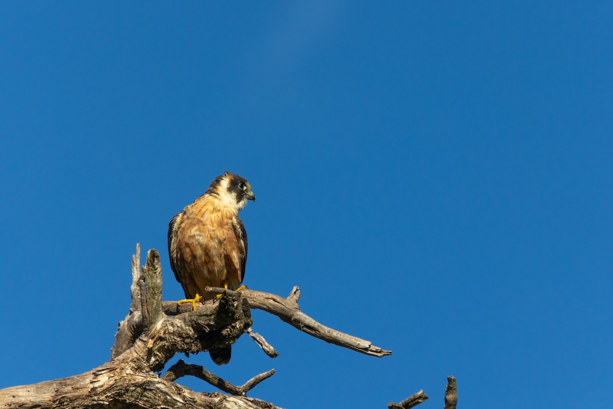 Australian Hobby - ML638206540