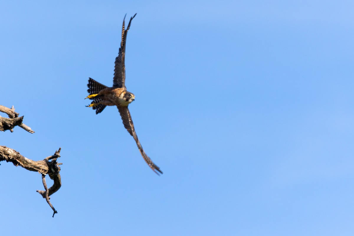 Australian Hobby - ML638206541