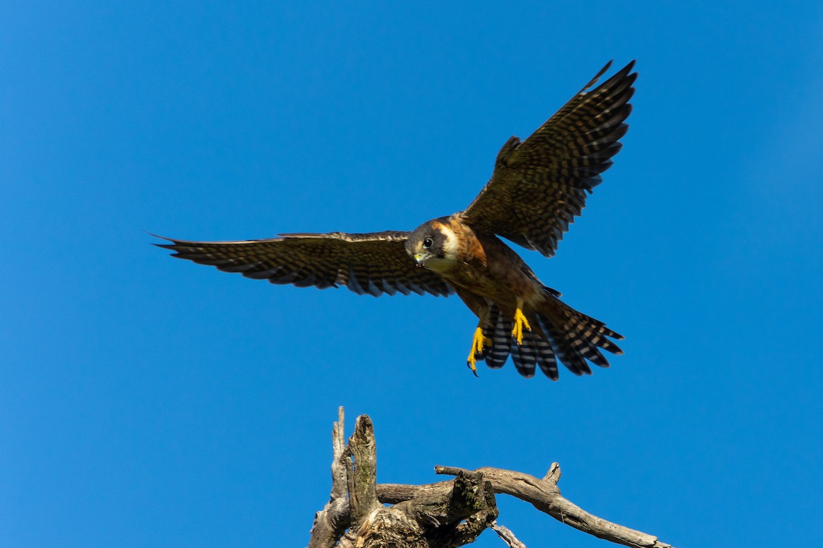 Australian Hobby - ML638206542