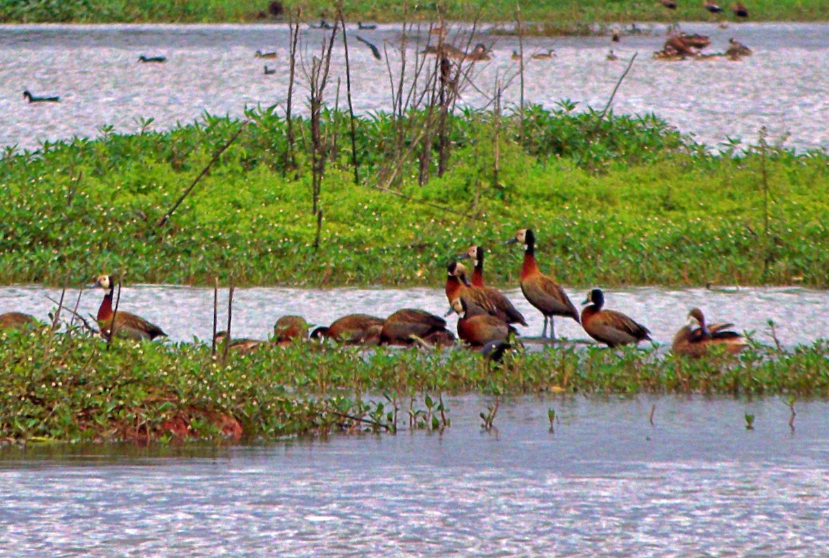 White-faced Whistling-Duck - ML638206546