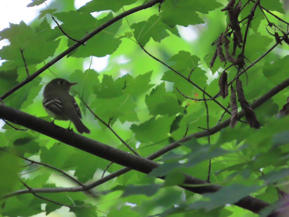 Least Flycatcher - ML638206634