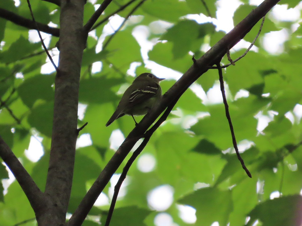 Least Flycatcher - ML638206638