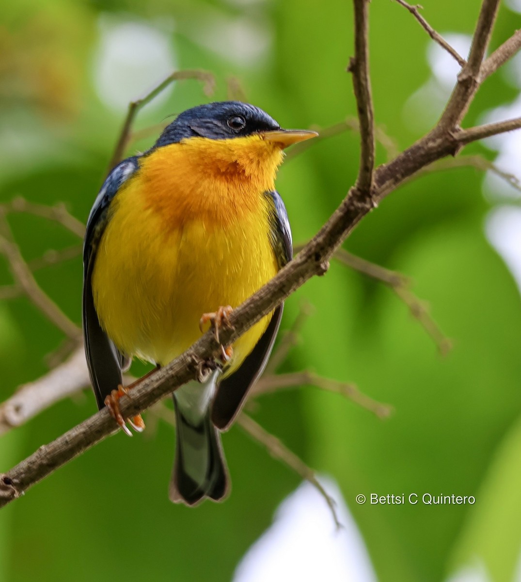 Tropical Parula - ML638206641