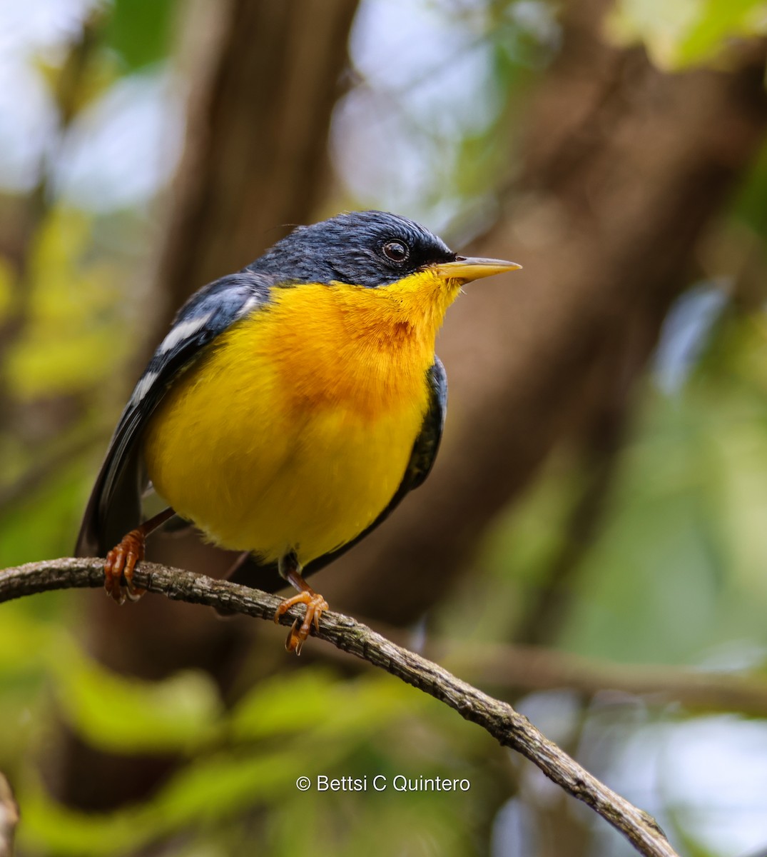 Tropical Parula - ML638206644
