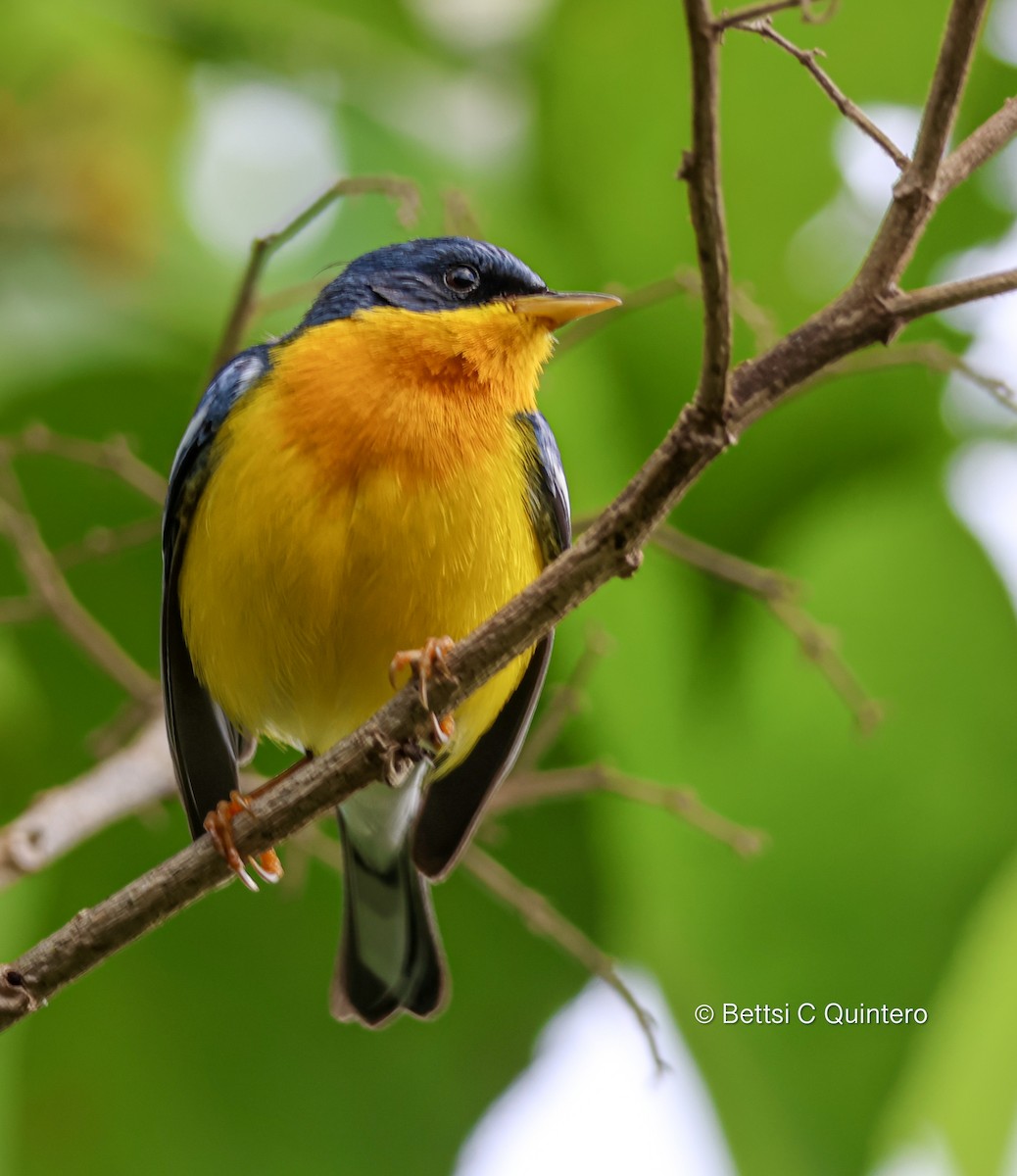 Tropical Parula - ML638206645