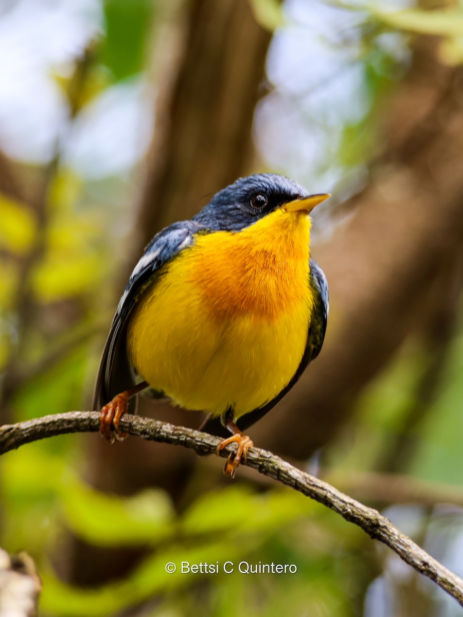 Tropical Parula - ML638206647