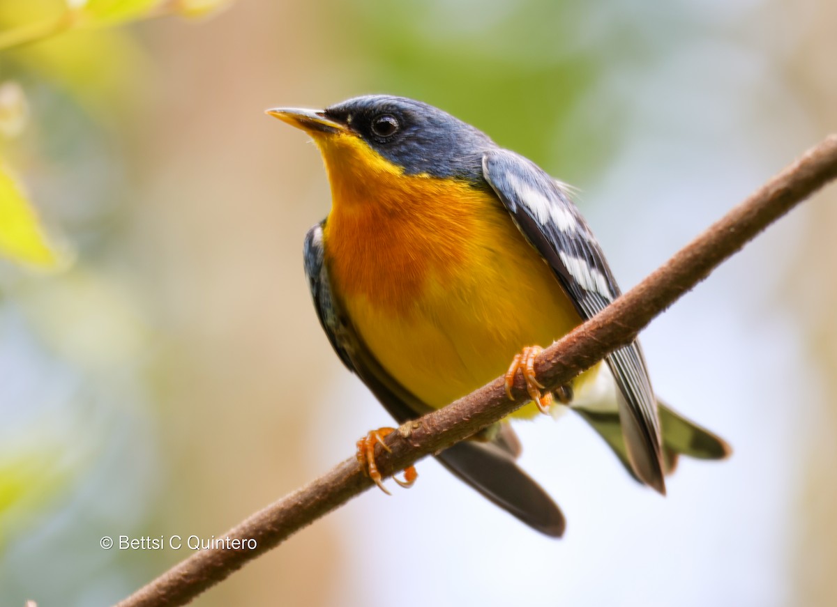 Tropical Parula - ML638206649