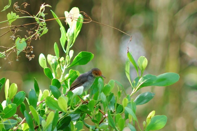 Ashy Tailorbird - ML638206670