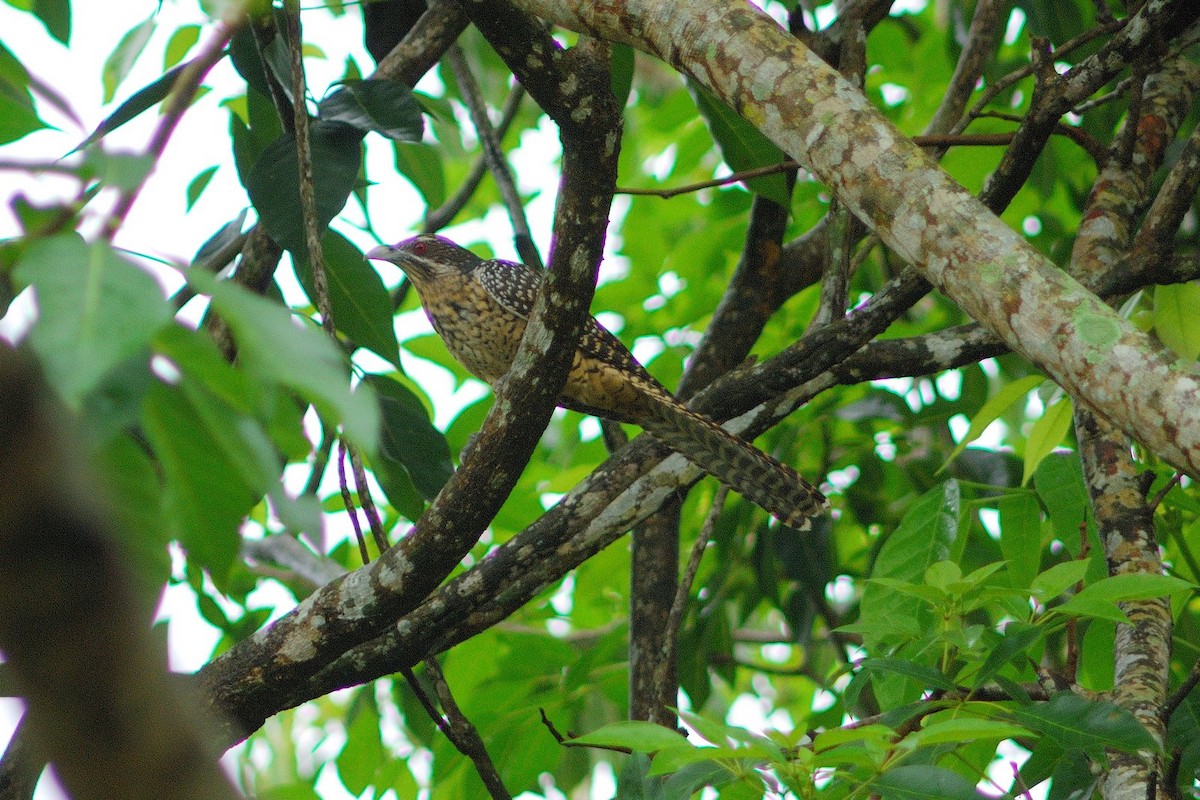 kukačka koel - ML638206676