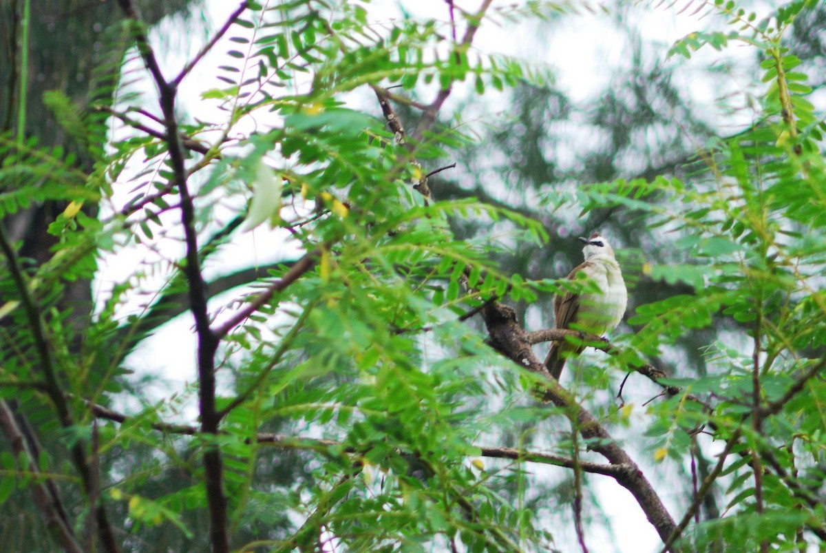Yellow-vented Bulbul - ML638206678
