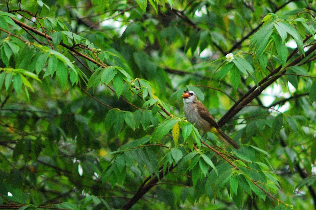 Yellow-vented Bulbul - ML638206681