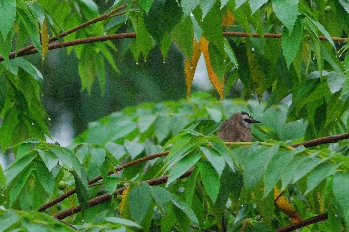 Yellow-vented Bulbul - ML638206722