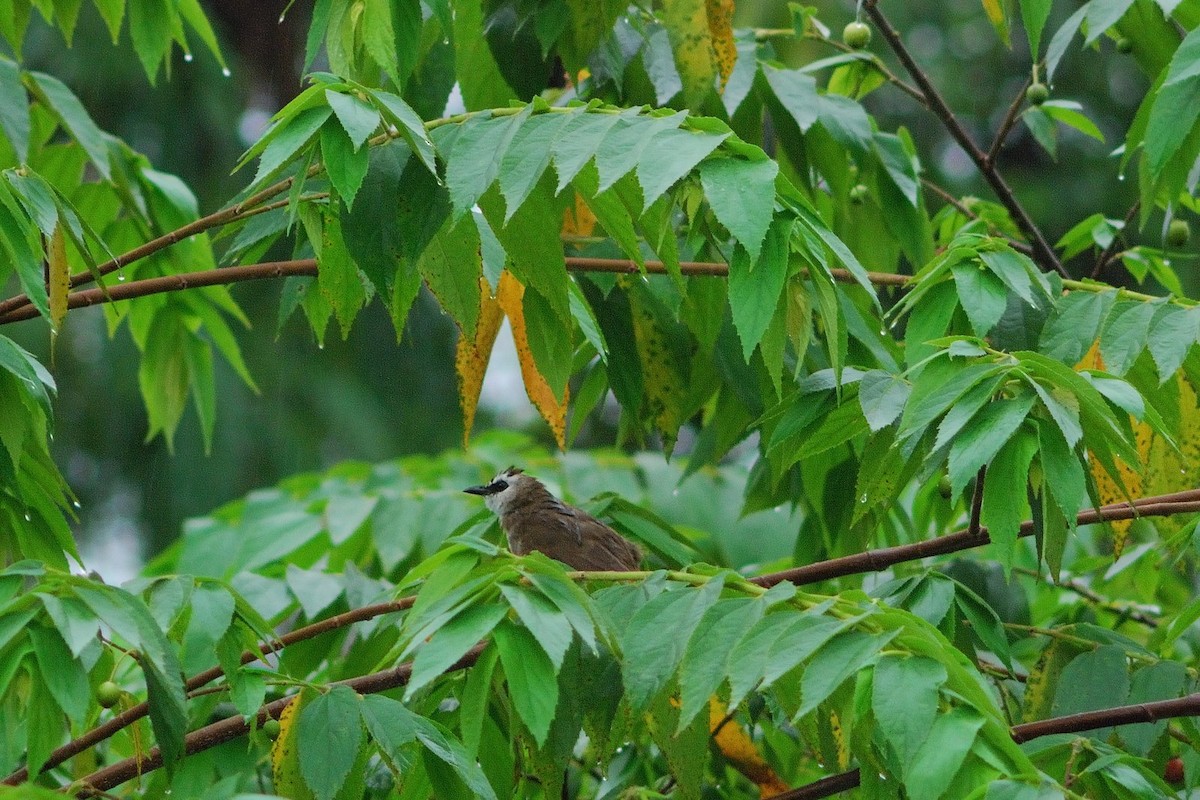 Yellow-vented Bulbul - ML638206723
