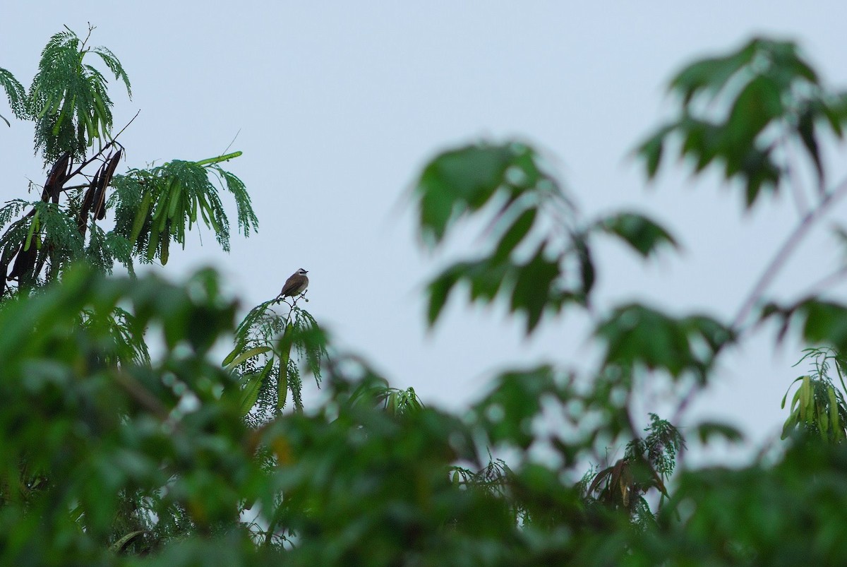Yellow-vented Bulbul - ML638206727