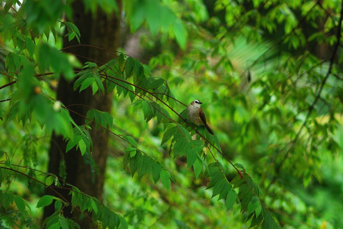 Yellow-vented Bulbul - ML638206729