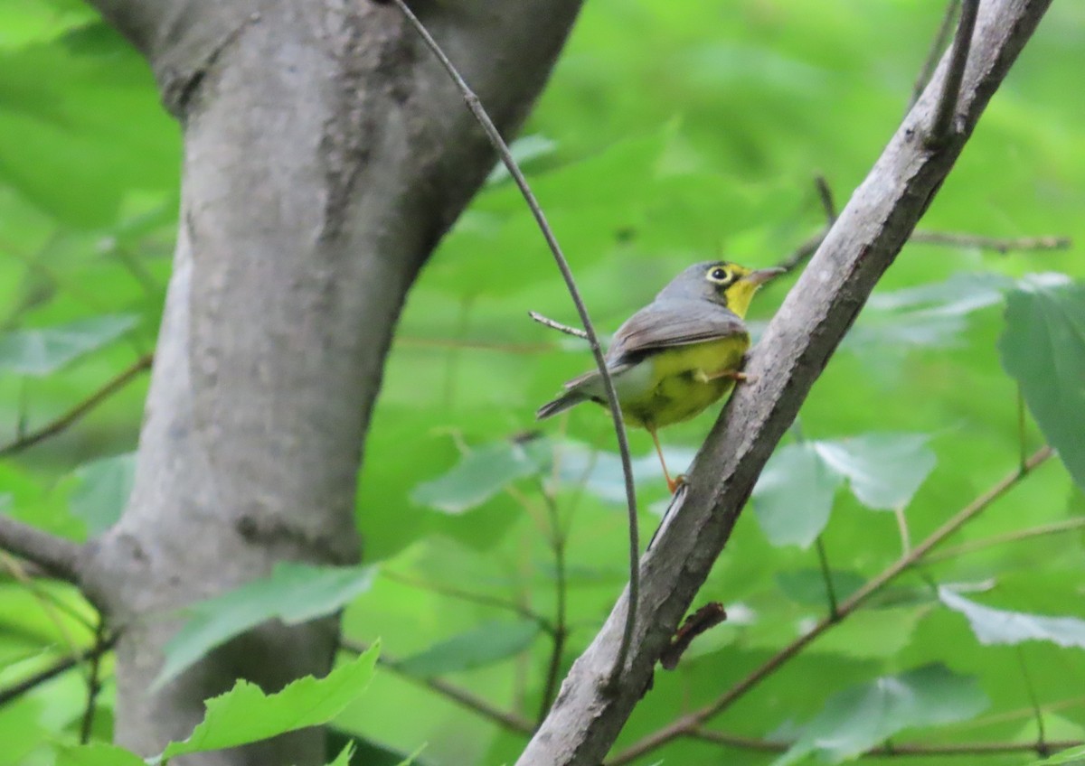 Canada Warbler - ML638206735