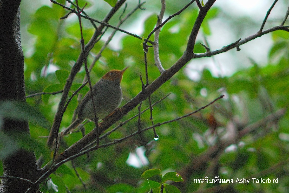 Ashy Tailorbird - ML638206736