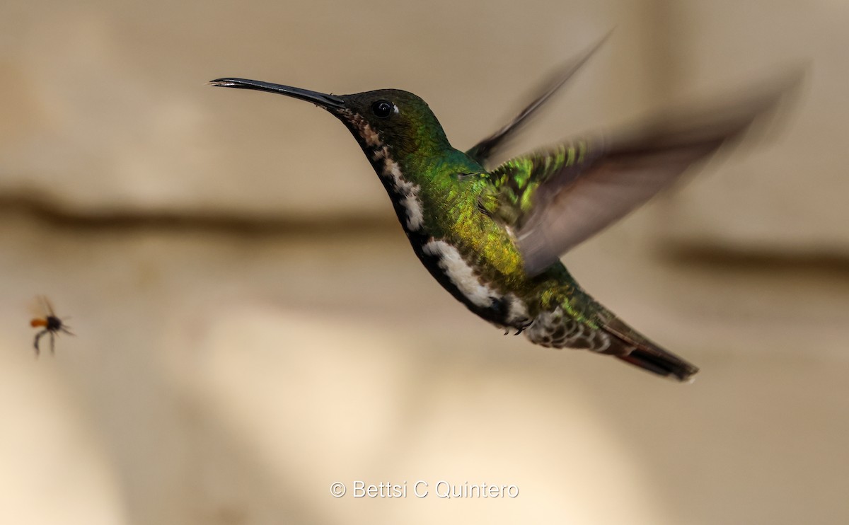 Black-throated Mango - ML638206742