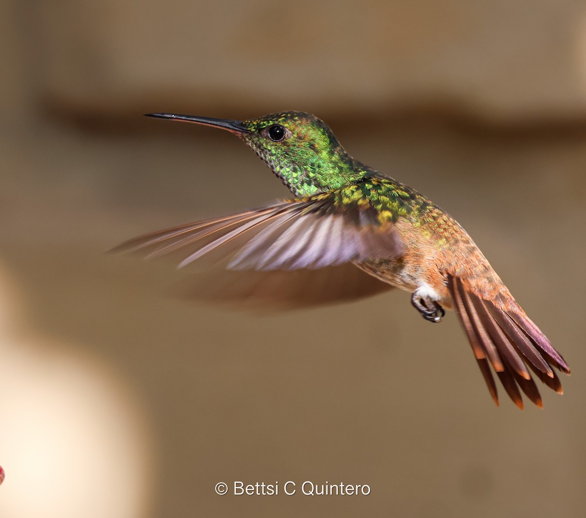 Green-bellied Hummingbird - ML638206757