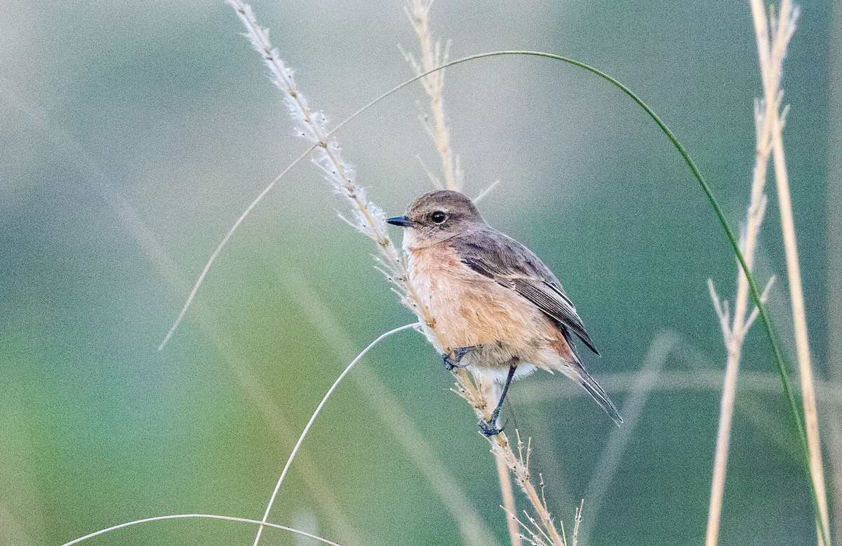 Siberian Stonechat - ML638206761