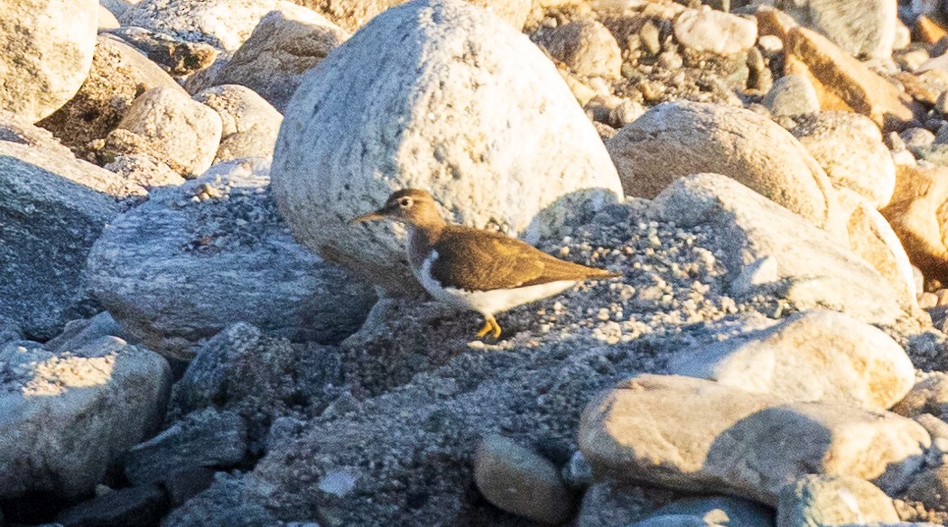 Common Sandpiper - ML638206768