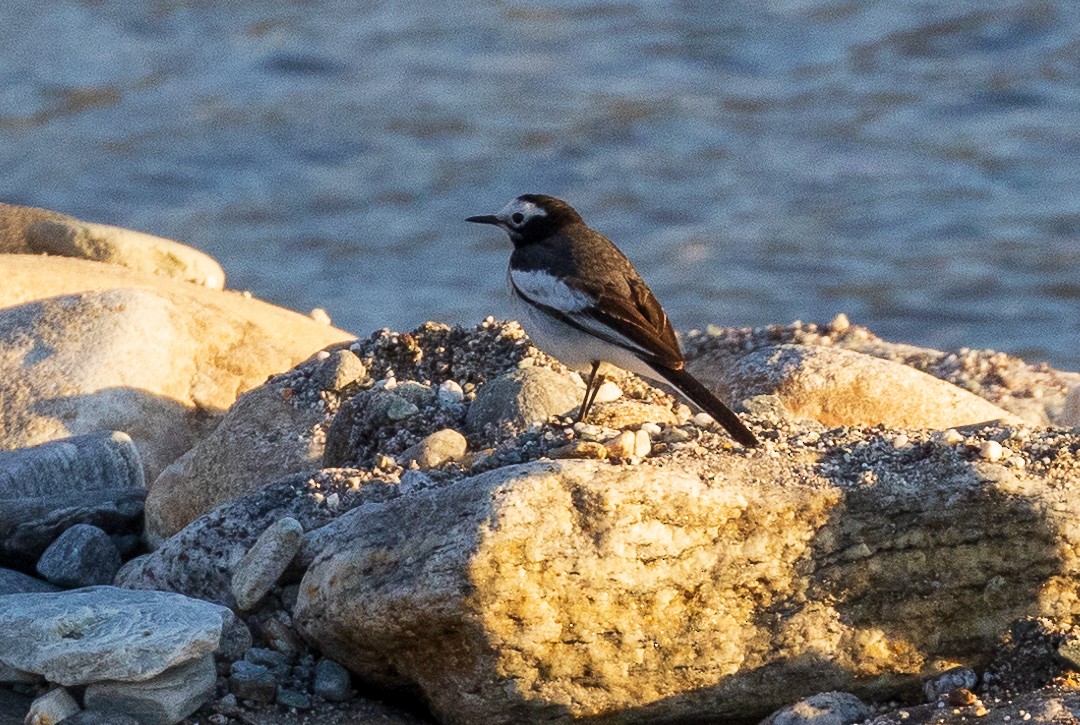 White Wagtail - ML638206775