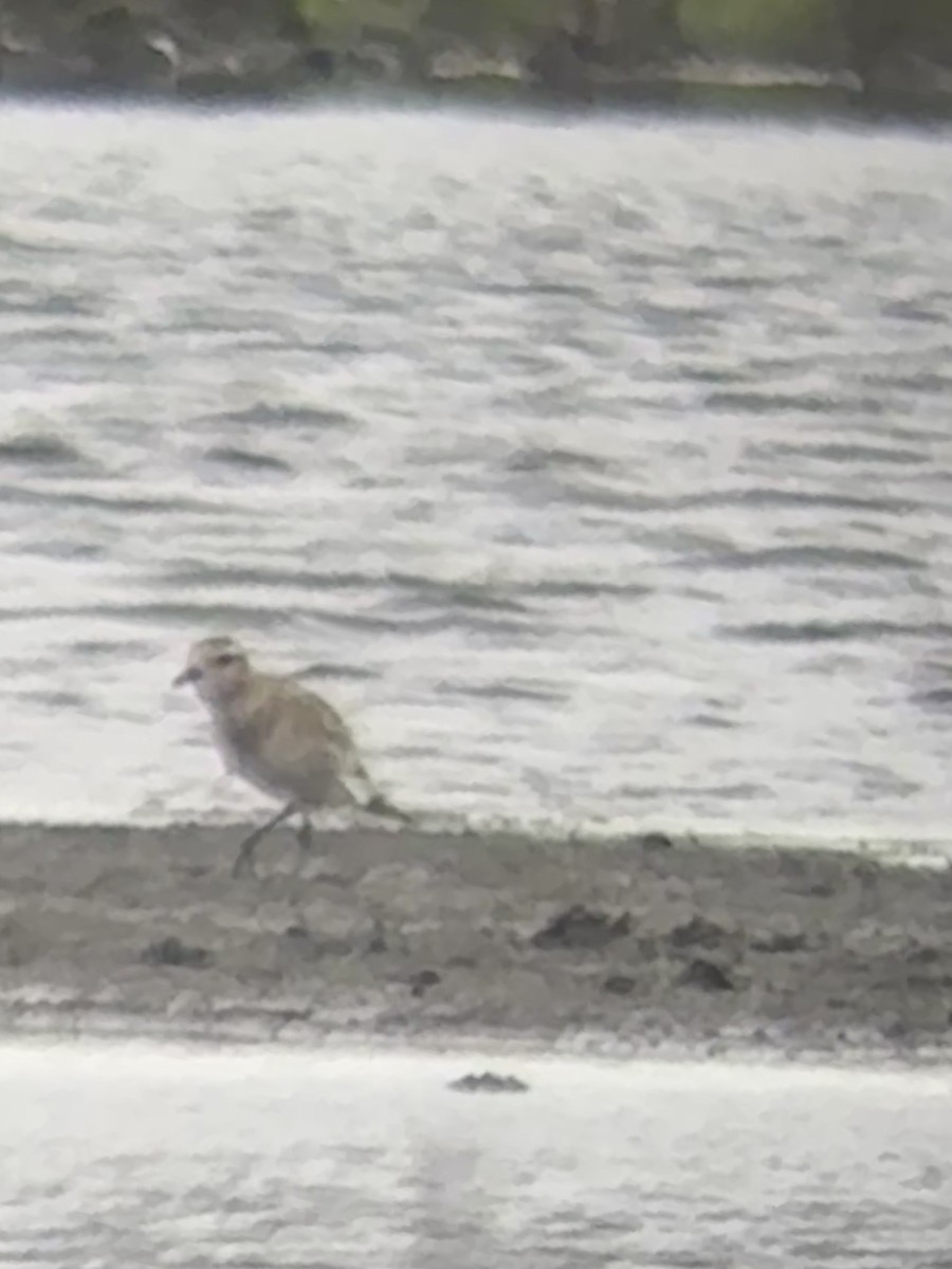American Golden-Plover - ML638206780