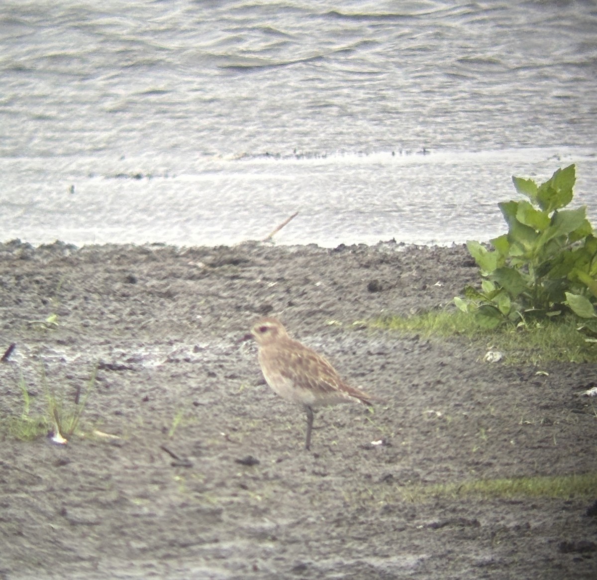 American Golden-Plover - ML638206784