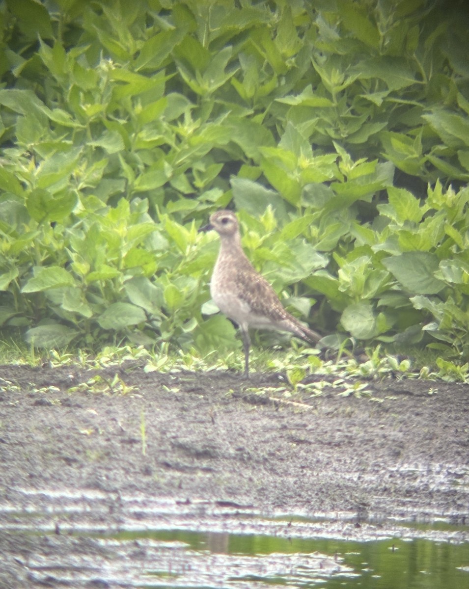 American Golden-Plover - ML638206788