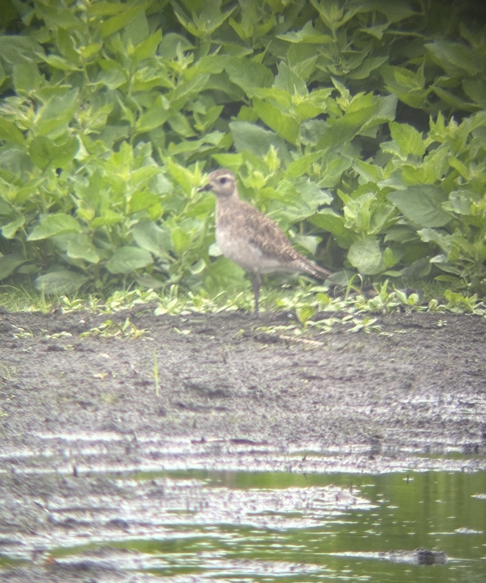 American Golden-Plover - ML638206789