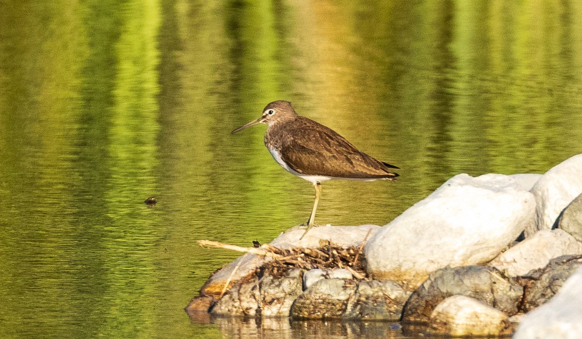 Green Sandpiper - ML638206792