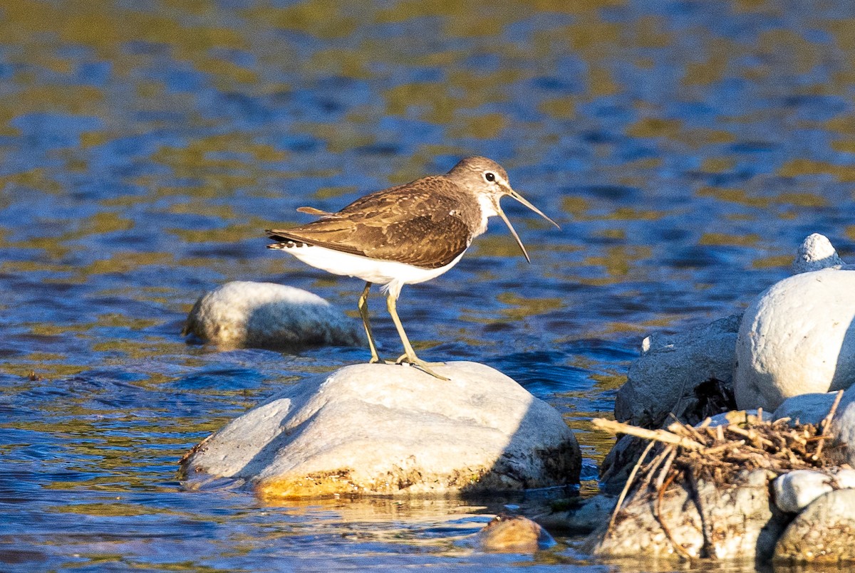 Green Sandpiper - ML638206793
