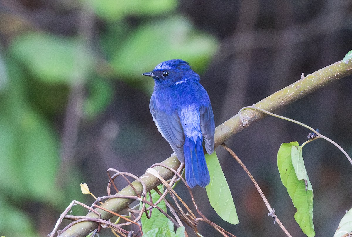Small Niltava - ML638206799