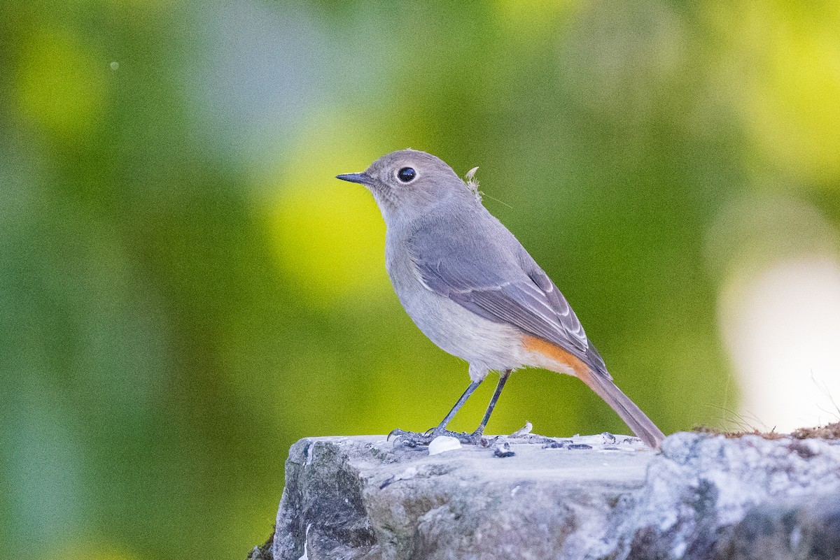 Hodgson's Redstart - ML638206809