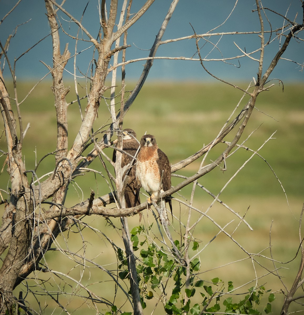 Swainson's Hawk - ML638206867