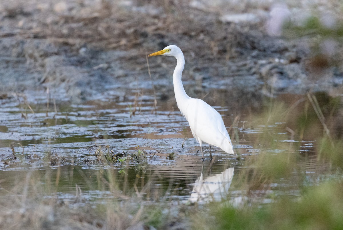 Great Egret - ML638206870