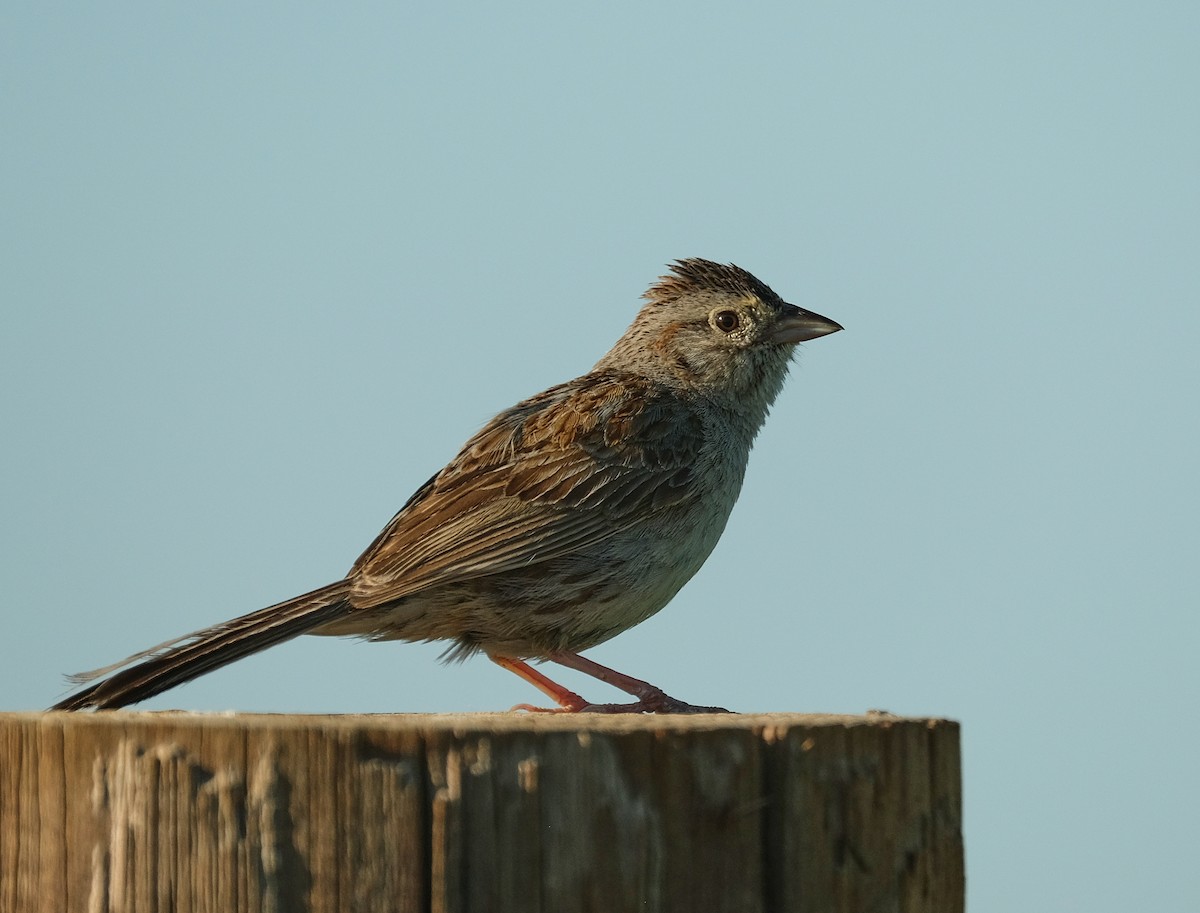Cassin's Sparrow - ML638206871