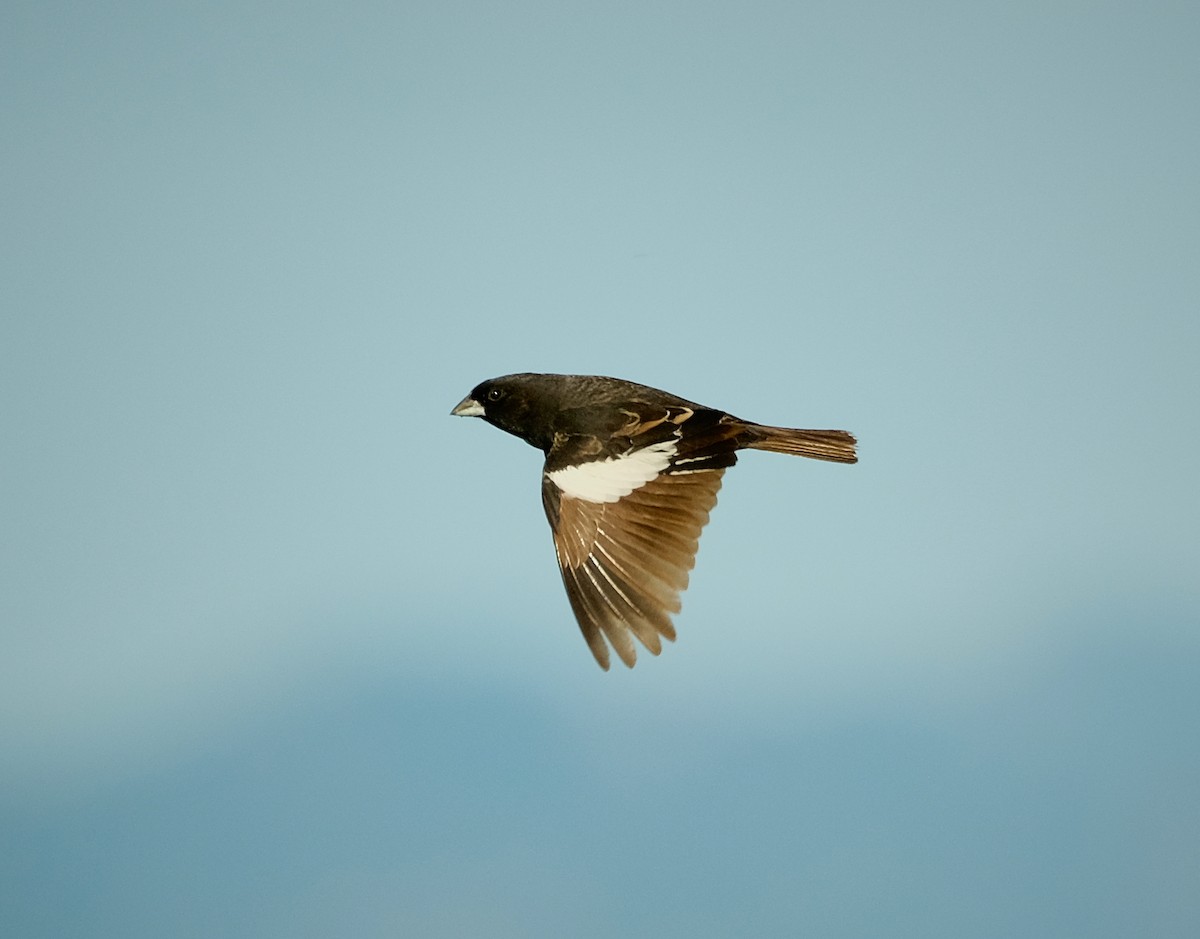 Lark Bunting - ML638206875